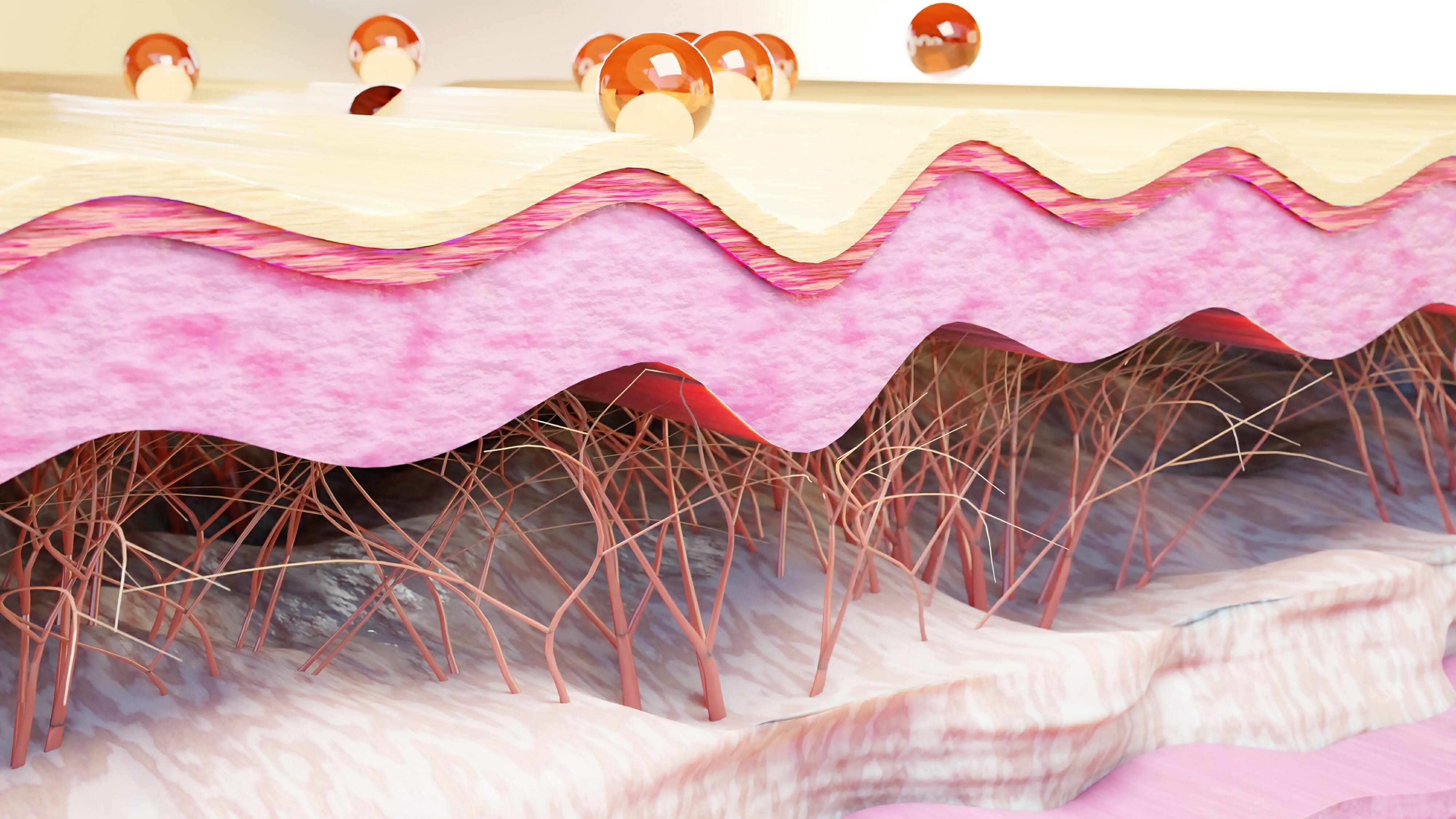 Image of collagen and elastin